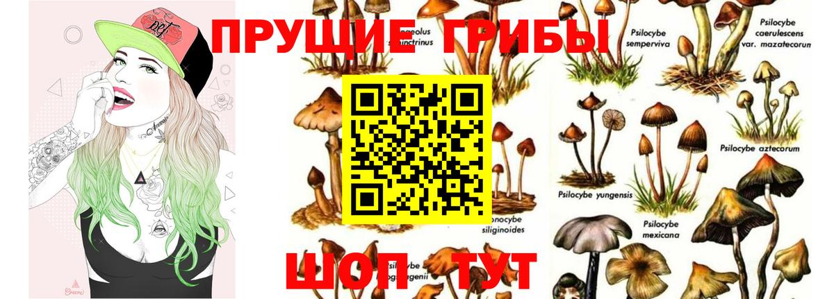 Псилоцибиновые грибы Psilocybine cubensis Улан-Удэ